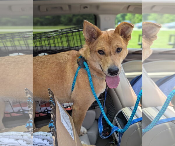 Medium Photo #7 Mutt Puppy For Sale in Holly Springs, NC, USA