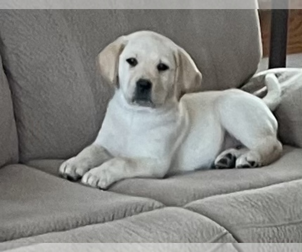 Medium Photo #3 Labrador Retriever Puppy For Sale in Tekonsha, MI, USA