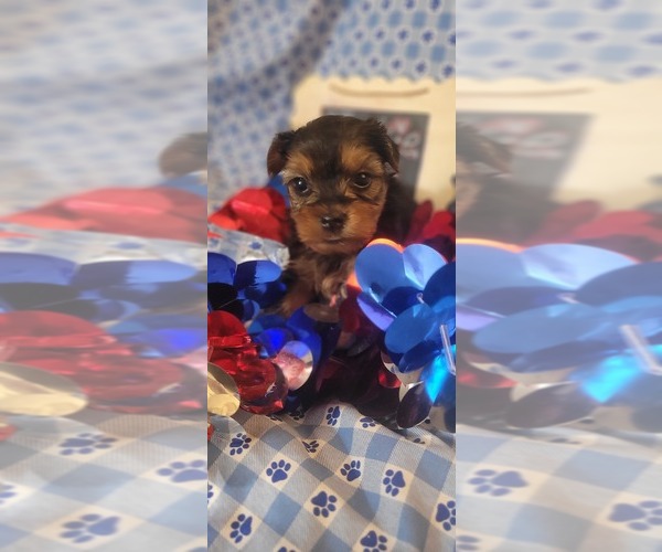 Medium Photo #4 Yorkshire Terrier Puppy For Sale in AKRON, OH, USA
