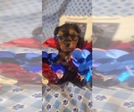 Small #3 Yorkshire Terrier