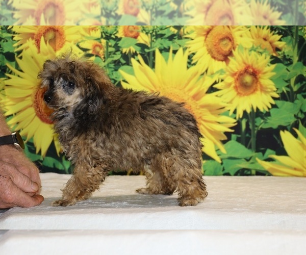 Medium Photo #17 Poodle (Toy) Puppy For Sale in DYERSBURG, TN, USA