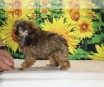 Marbles - Male Poodle (Toy) Puppy for Sale - Photo #17