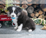 Small Photo #31 Miniature Australian Shepherd Puppy For Sale in MILLERSBURG, OH, USA