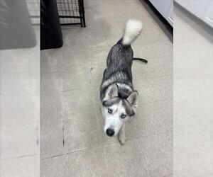 Siberian Husky-Unknown Mix Dogs for adoption in Fort Collins, CO, USA