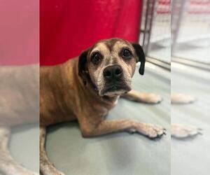 Boxer-Unknown Mix Dogs for adoption in Visalia, CA, USA