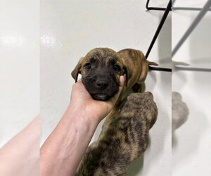 Catahoula Leopard Dog-Unknown Mix Dogs for adoption in Temple, TX, USA