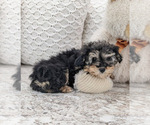 Small Photo #5 Poodle (Toy) Puppy For Sale in NORTH LAWRENCE, OH, USA