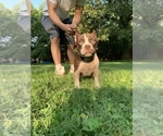 Small Photo #1 American Bully Puppy For Sale in NASHVILLE, TN, USA