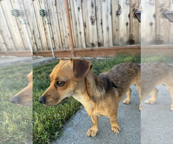 Medium Photo #6 Chiweenie Puppy For Sale in San Francisco, CA, USA