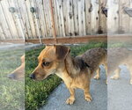 Small #5 Chiweenie