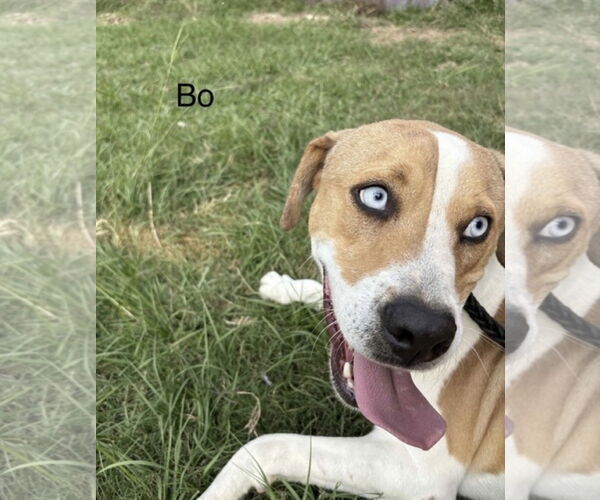 Medium Photo #4 Mutt Puppy For Sale in Farmerville, LA, USA