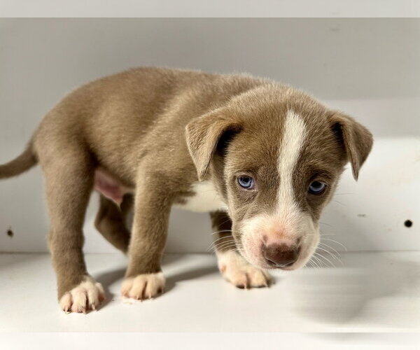Medium Photo #8 Labrador Retriever-Unknown Mix Puppy For Sale in San Diego, CA, USA