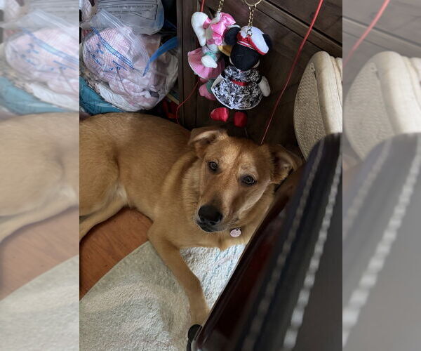 Medium Photo #3 Golden Labrador Puppy For Sale in Brewster, NY, USA