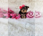 Small #1 Morkie
