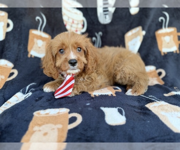 Medium Photo #1 Cavapoo (Standard) Puppy For Sale in LAKELAND, FL, USA