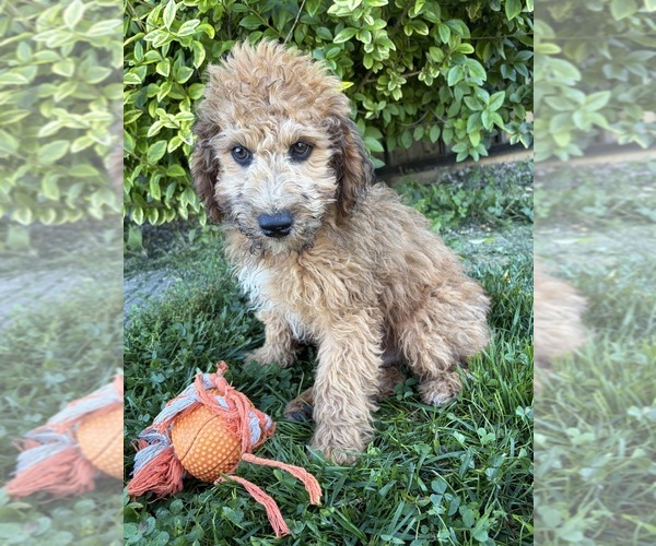 Medium Photo #3 Whoodle (Miniature) Puppy For Sale in MIDDLEBURY, IN, USA