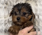 Small Photo #13 Yorkshire Terrier Puppy For Sale in AZLE, TX, USA