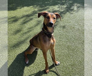 Mutt Dogs for adoption in Hilton Head, SC, USA