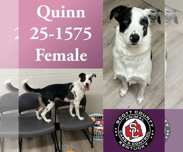 Medium Photo #1 Collie-Unknown Mix Puppy For Sale in Georgetown, KY, USA