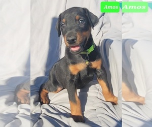 Doberman Pinscher Puppy for sale in POMEROY, OH, USA