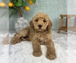 Small #1 Goldendoodle (Miniature)