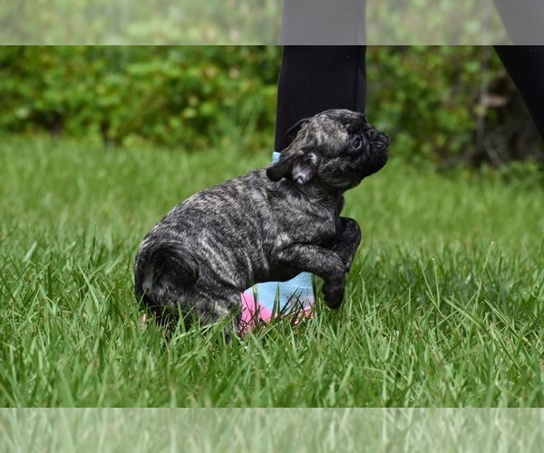 Medium Photo #2 Pug Puppy For Sale in PALM COAST, FL, USA