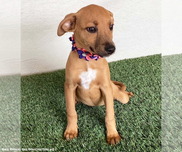 Medium Photo #3 Black Mouth Cur-Labrador Retriever Mix Puppy For Sale in San Diego, CA, USA
