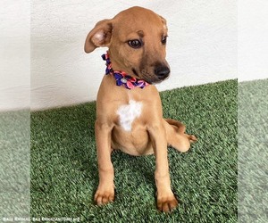 Bethany - Female Black Mouth Cur-Labrador Retriever Mix Dog for Adoption - Photo #3