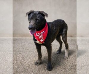 Ernie - Male Labrador Retriever-Unknown Mix Dog for Adoption - Photo #23