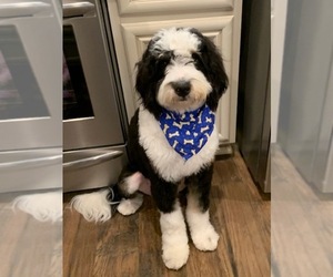 Father of the Bernedoodle puppies born on 12/17/2022