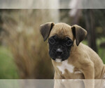 Small #3 Boxer