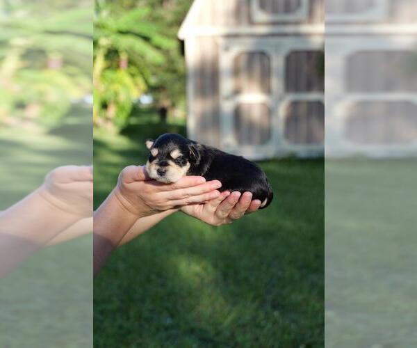 Medium Photo #5 Schnauzer (Miniature) Puppy For Sale in LEHIGH ACRES, FL, USA