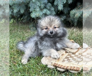 Pomeranian Dog for Adoption in MIDDLEBURY, Indiana USA