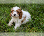Small #1 Cavapoo