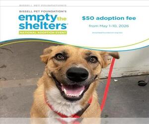 Catahoula Leopard Dog-Unknown Mix Dogs for adoption in Santa Cruz, CA, USA