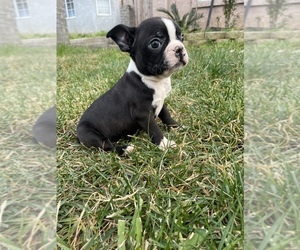 Boston Terrier Puppy for sale in CENTRAL POINT, OR, USA