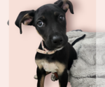 Small #1 Mutt