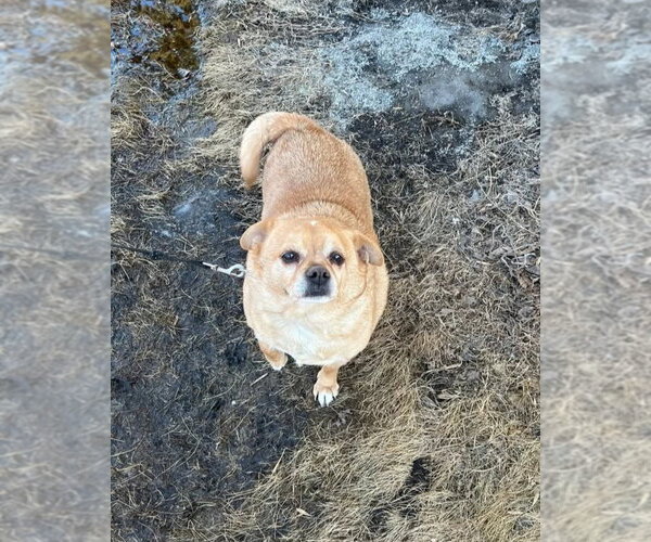 Medium Photo #1 Chihuahua-Unknown Mix Puppy For Sale in Buffalo, MN, USA