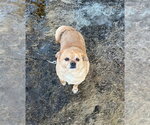 Small Chihuahua Mix
