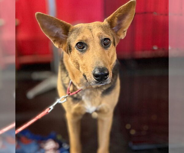 Medium Photo #11 Mutt Puppy For Sale in Canton, CT, USA