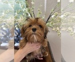 Small Photo #4 Yorkshire Terrier Puppy For Sale in SARASOTA, FL, USA