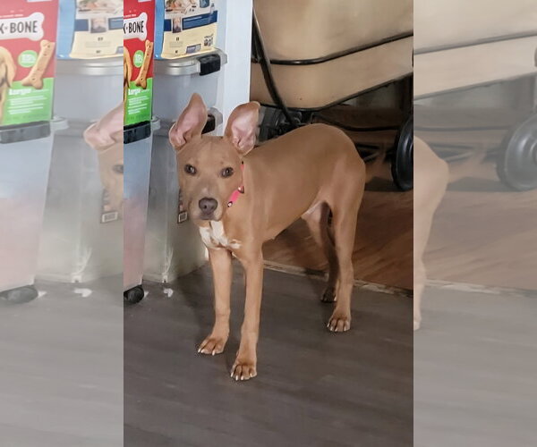 Medium Photo #2 American Pit Bull Terrier-Unknown Mix Puppy For Sale in Queen Creek, AZ, USA