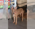 Small #1 American Pit Bull Terrier Mix