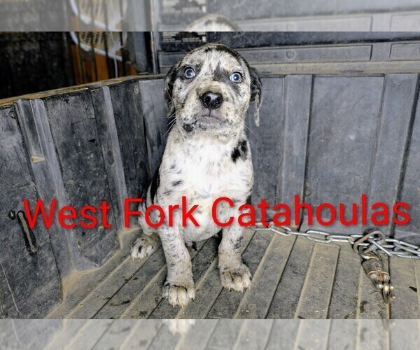 Medium Photo #6 Catahoula Leopard Dog Puppy For Sale in WINDOM, MN, USA