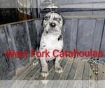 Small #5 Catahoula Leopard Dog