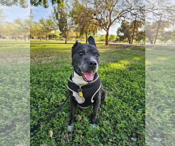 Medium Photo #1 American Staffordshire Terrier-Unknown Mix Puppy For Sale in Chandler, AZ, USA
