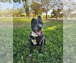 BANJO #2 - Male American Staffordshire Terrier-Unknown Mix Dog for Adoption - Small photo