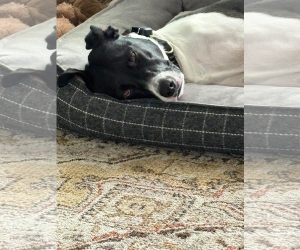 Medium Photo #7 Lab-Pointer Puppy For Sale in San Diego, CA, USA