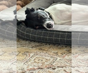 Lucy - Female Lab-Pointer Dog for Adoption - Photo #7