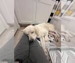 Small #5 Great Pyrenees